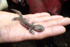 Rencontre avec un triton dans la rivière souterraine. Il s'agit d'une espèce endémique des Pyrénées.